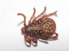 Rhipicephalus sanguineus