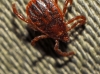 Rhipicephalus sanguineus
