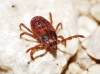Rhipicephalus sanguineus
