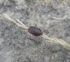 Rhipicephalus sanguineus