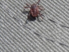 Rhipicephalus sanguineus