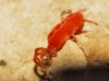 Trombidiidae Trombidiidae