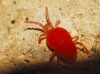 Trombidiidae Trombidiidae