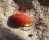 Trombidiidae
