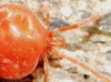 Trombidiidae