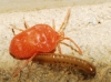 Trombidiidae