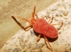 Trombidiidae Trombidiidae