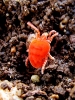 Trombidiidae Trombidiidae