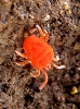 Trombidiidae Trombidiidae