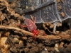Trombidiidae Trombidiidae
