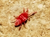 Trombidiidae Trombidiidae