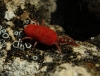 Trombidiidae Trombidiidae