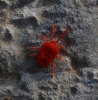 Trombidiidae Trombidiidae