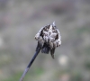 Agalenatea redii