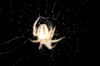 Araneidae