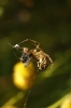 Araneidae