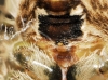 Araneus 1d2