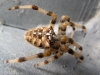 Araneus 2d2