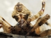 Araneus 5/6