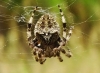 Araneus angulatus Araneus angulatus