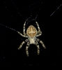 Araneus angulatus Araneus angulatus