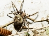 Araneus cf. angulatus Araneus cf. angulatus