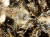 Araneus cf. angulatus Araneus cf. angulatus