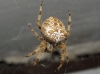 Araneus diadematus