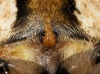Araneus diadematus