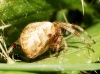 Araneus diadematus Araneus diadematus