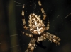 Araneus diadematus /pallidus Araneus diadematus /pallidus