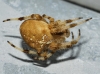Araneus pallidus