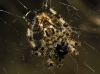 Araneus pallidus Araneus pallidus