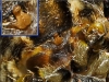 Araneus pallidus Araneus pallidus