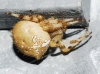 Araneus pallidus Araneus pallidus