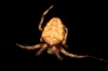 Araneus sp. Araneus sp.