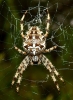 Araneus sp.