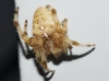 Araneus sp. Araneus sp.