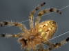 Araneus sp. Araneus sp.