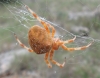 Araneus sp.