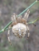 Araneus sp.