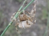 Araneus sp.
