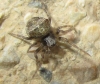 Araneus sp.