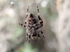 Araneus angulatus Araneus angulatus