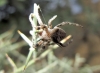 Araneus angulatus Araneus angulatus