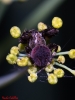 Araneus cf. angulatus Araneus cf. angulatus