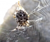 Araneus cf. diadematus Araneus cf. diadematus