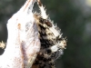 Araneus cf. diadematus Araneus cf. diadematus