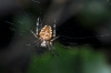 Araneus diadematus Araneus diadematus
