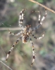 Araneus diadematus Araneus diadematus